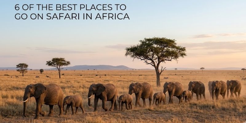 A herd of wild elephants walking through the African savanna at sunrise.