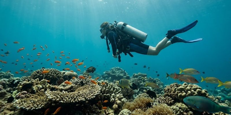 A scuba diver exploring the vibrant corals and bustling marine life at Dixon's Pinnacle near Havelock Island, Andaman.